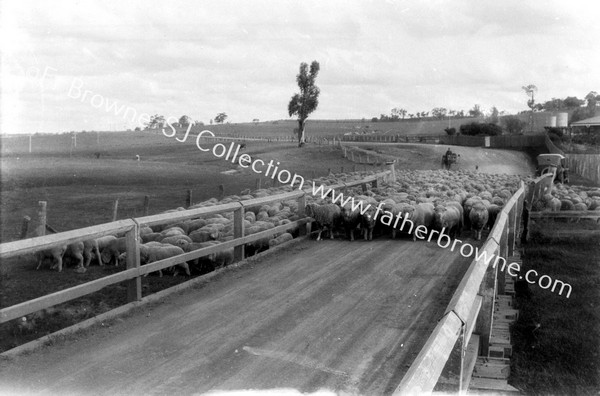 MOB OF SHEEP ON ROAD